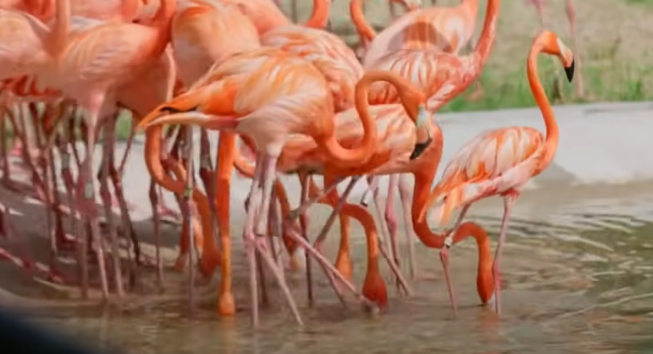Bird Paradise