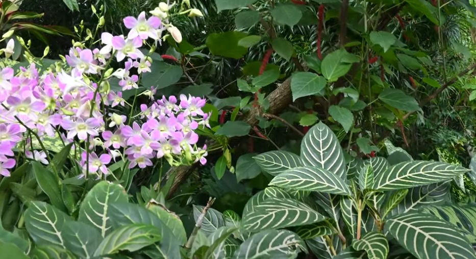 National Orchid Garden