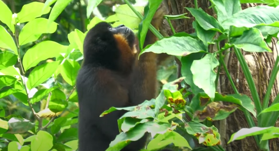 Singapore Zoo